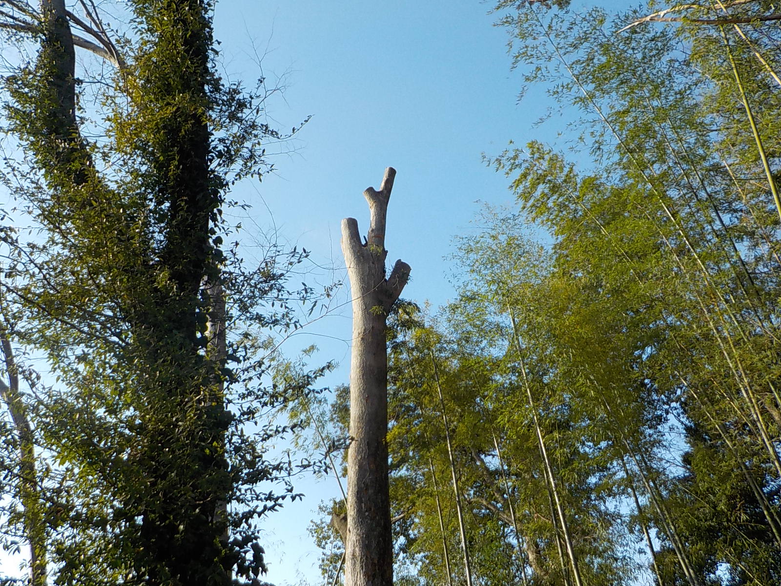 ケヤキの巨木処理