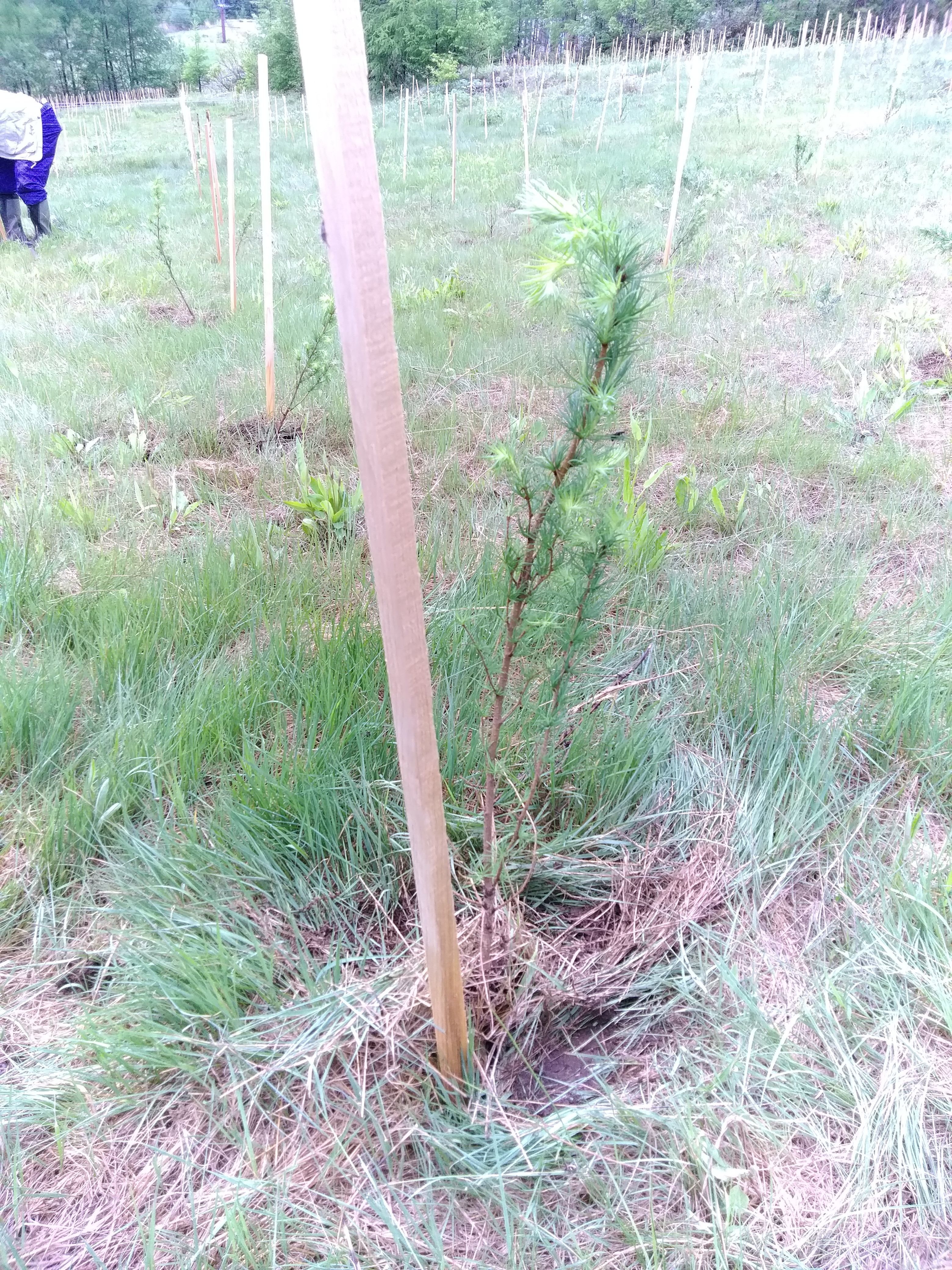 �J�����A�͌�