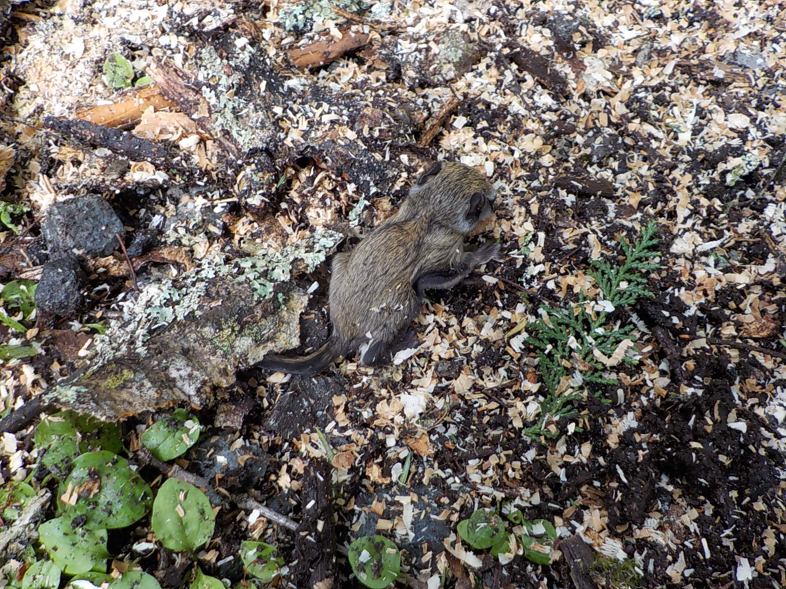 �������K�̐Ԃ����