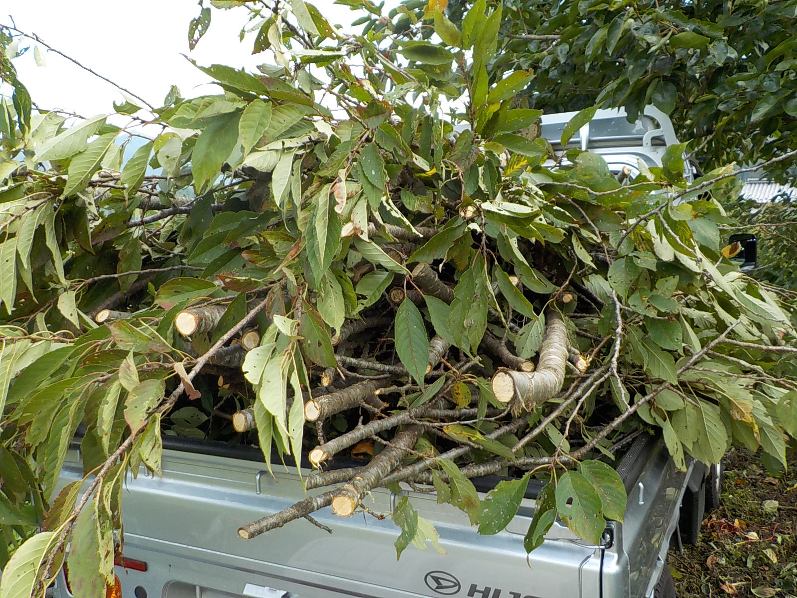 ���̖؉^��