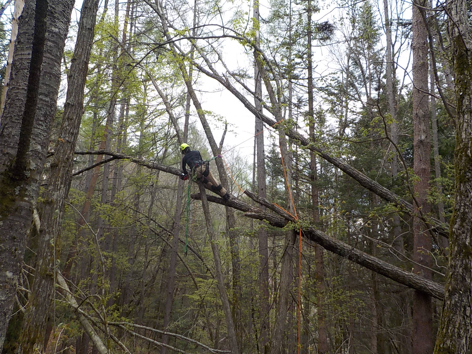 ������؏���