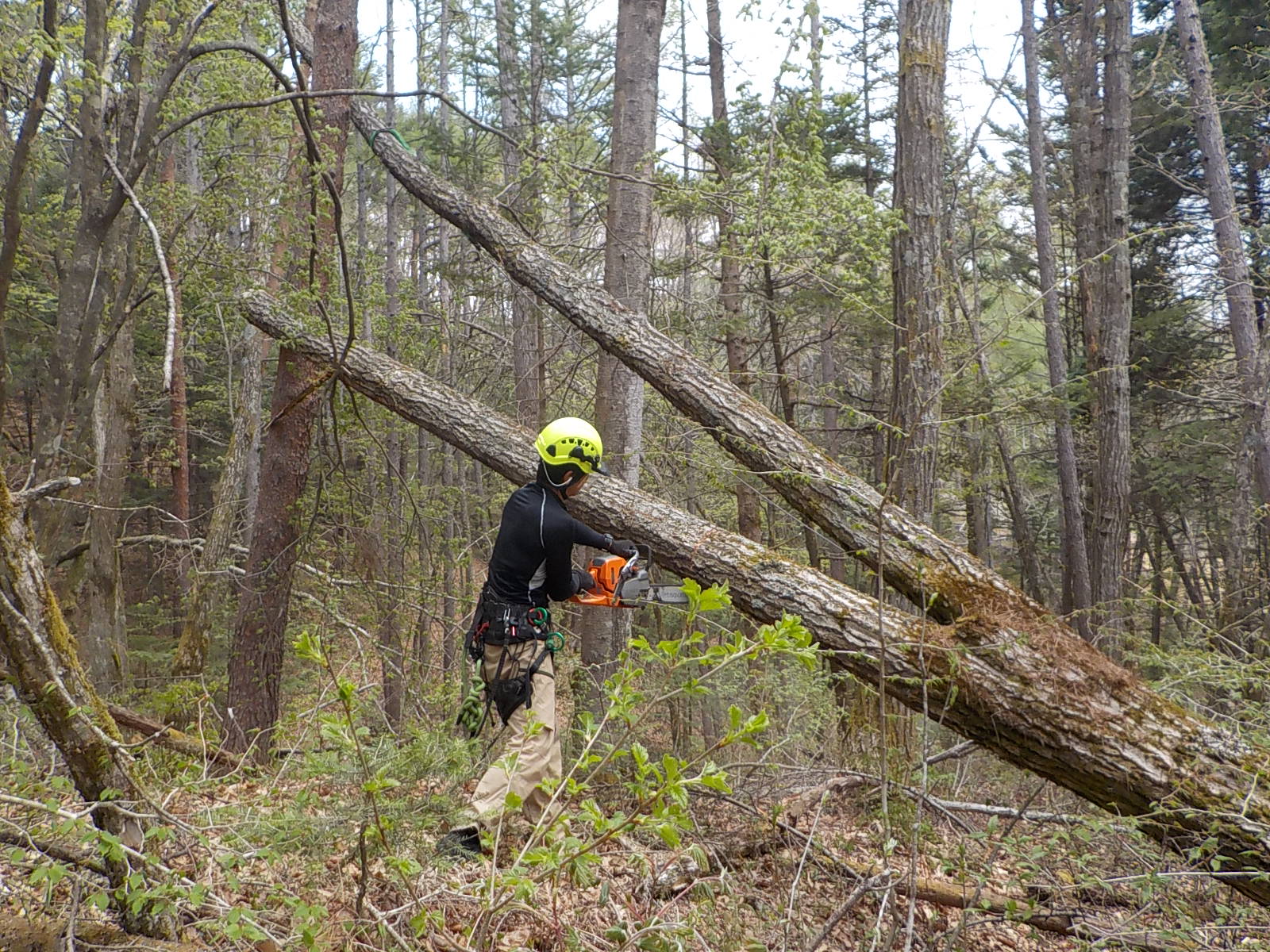 ������؏����Q