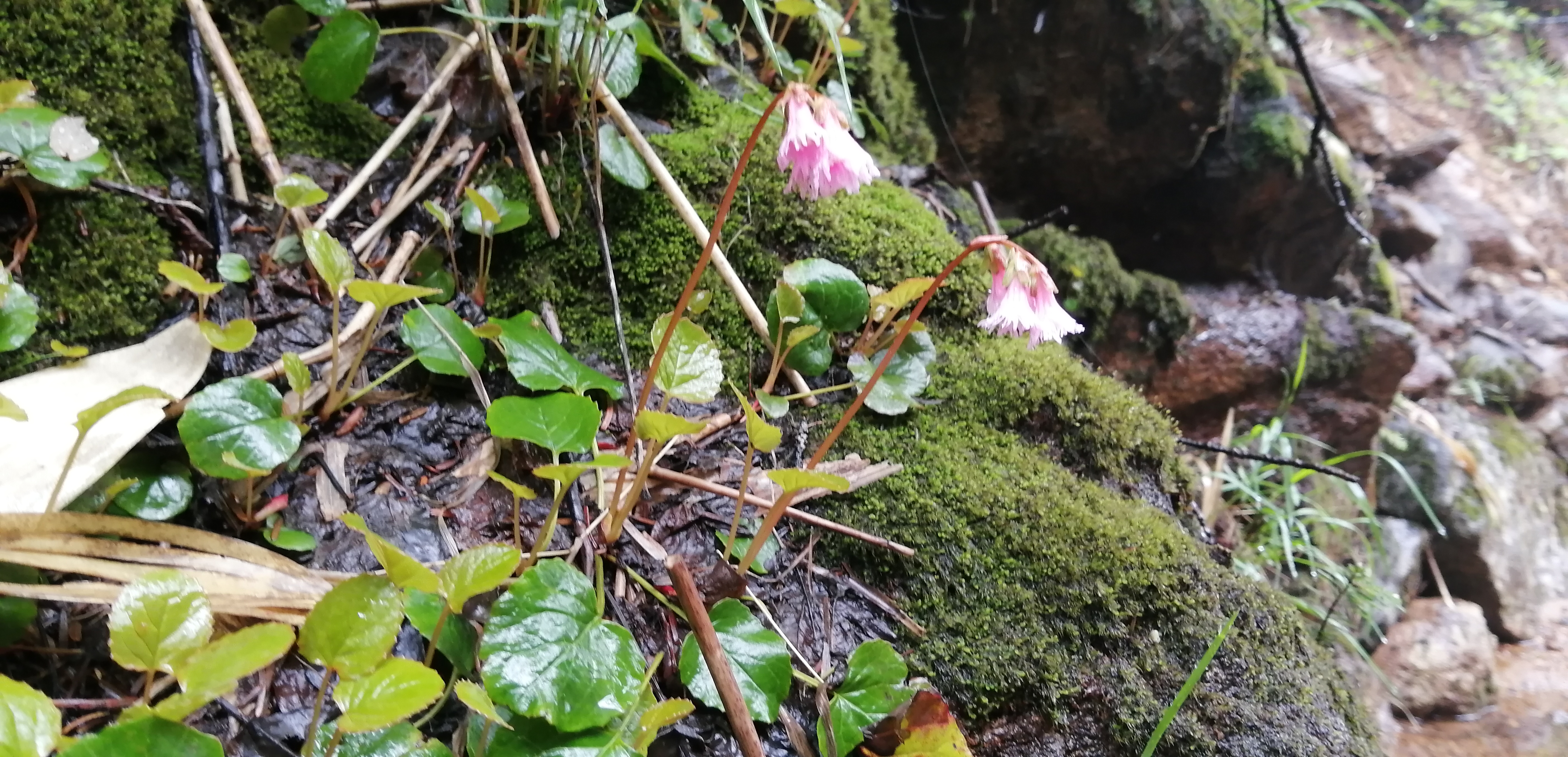 �R�C���J�K�~