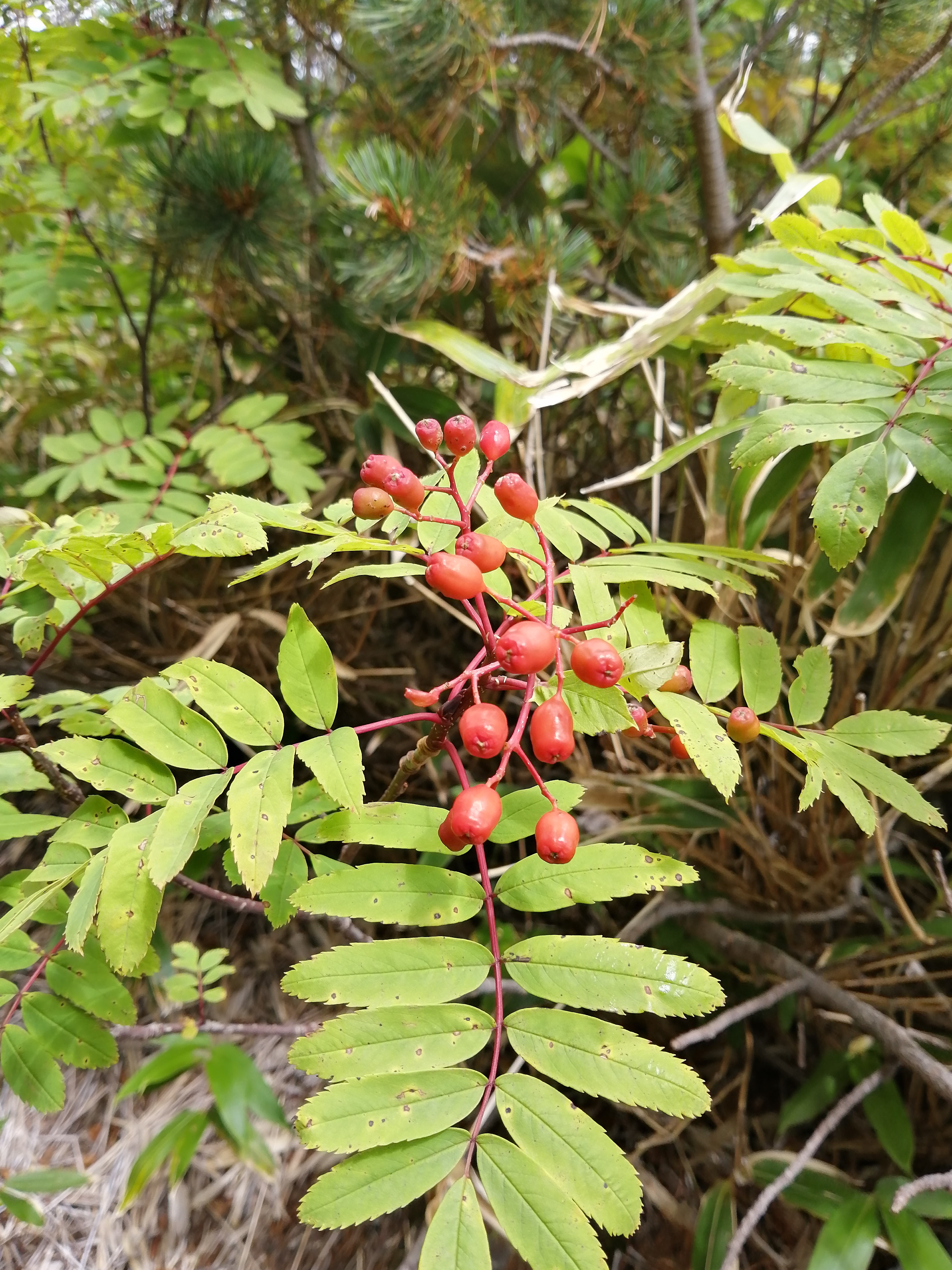 �i�i�J�}�h