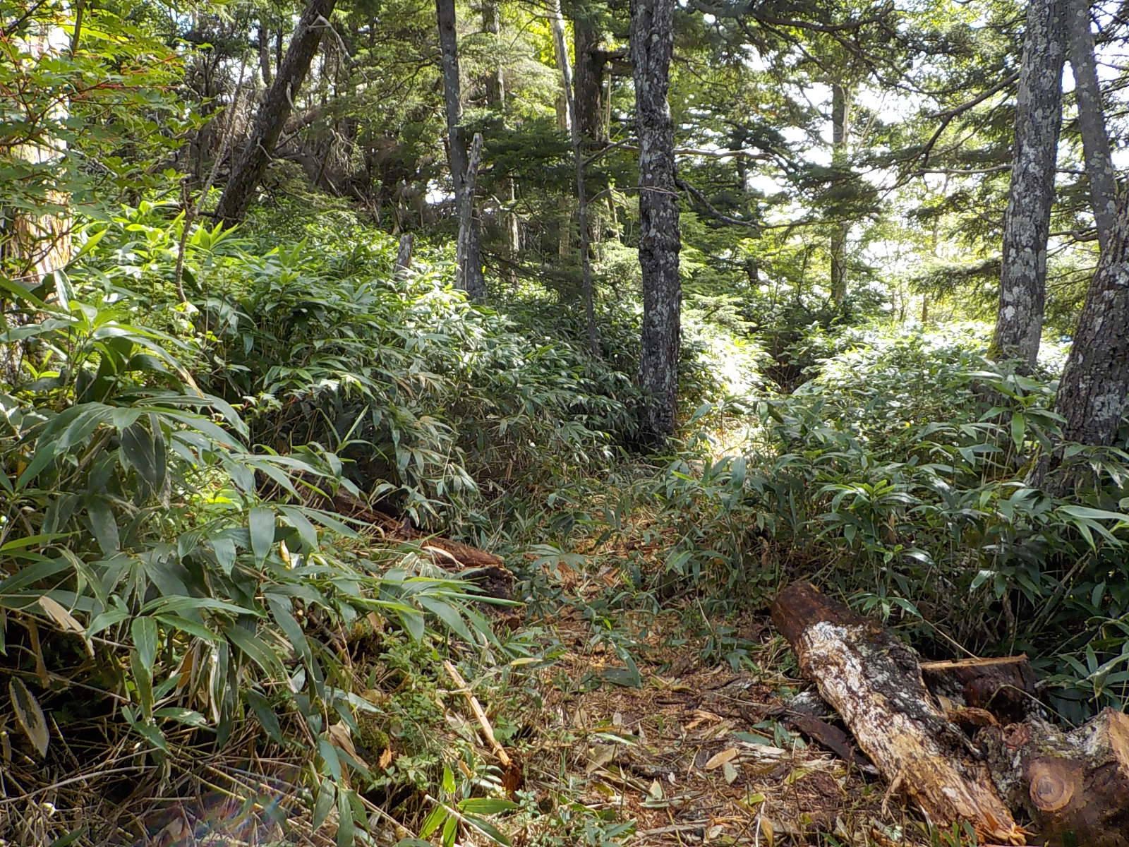 �|�؂S�{�ڎ{�H��