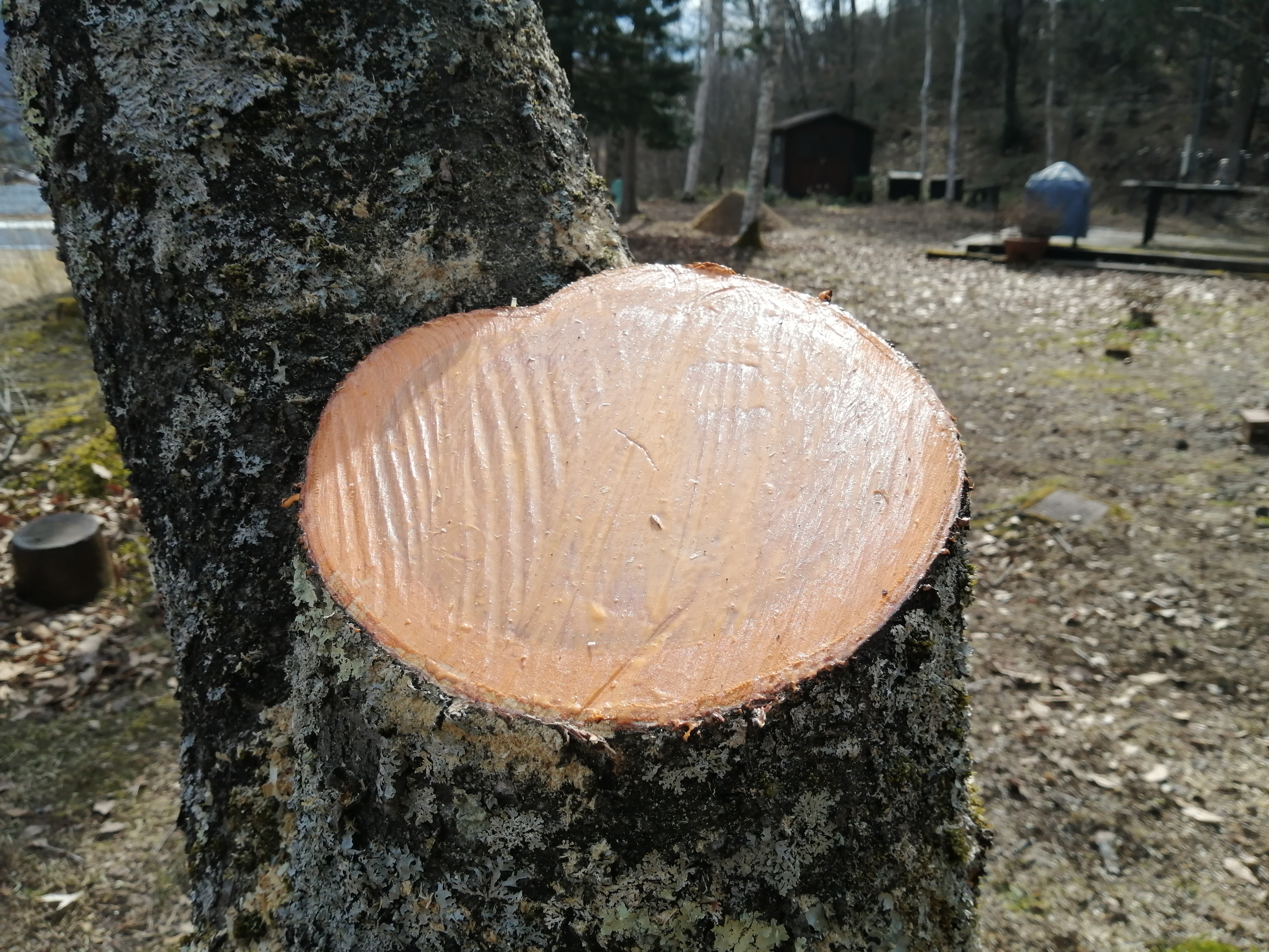 �g�b�v�W���h�z