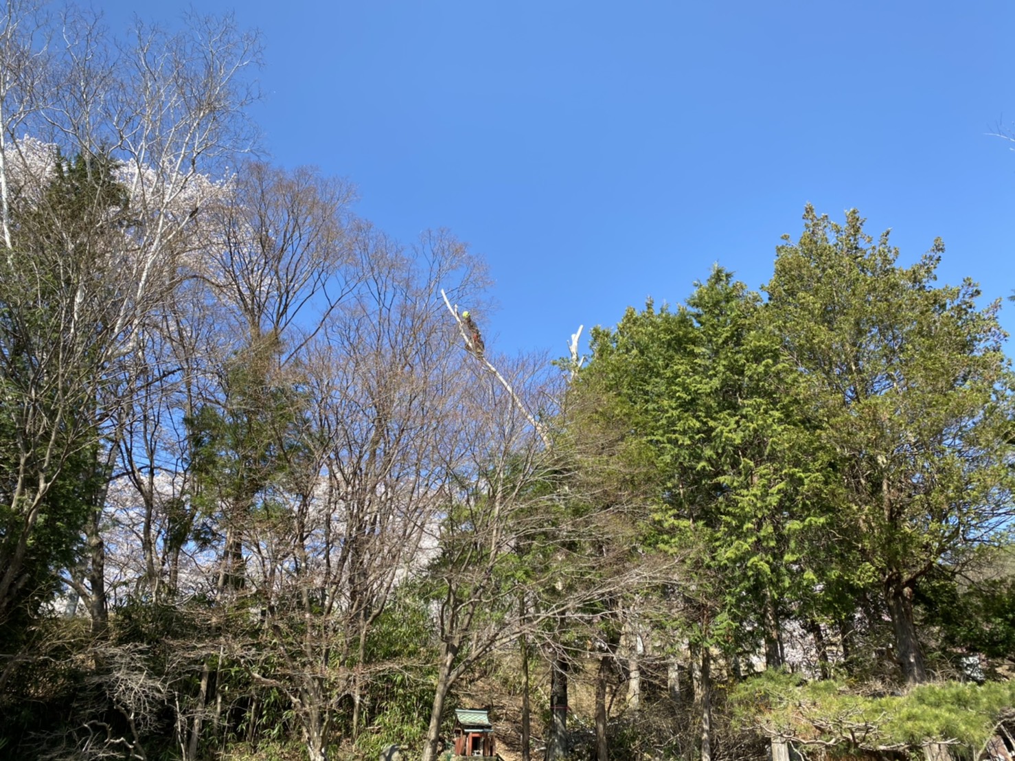 �V���J�o�}����