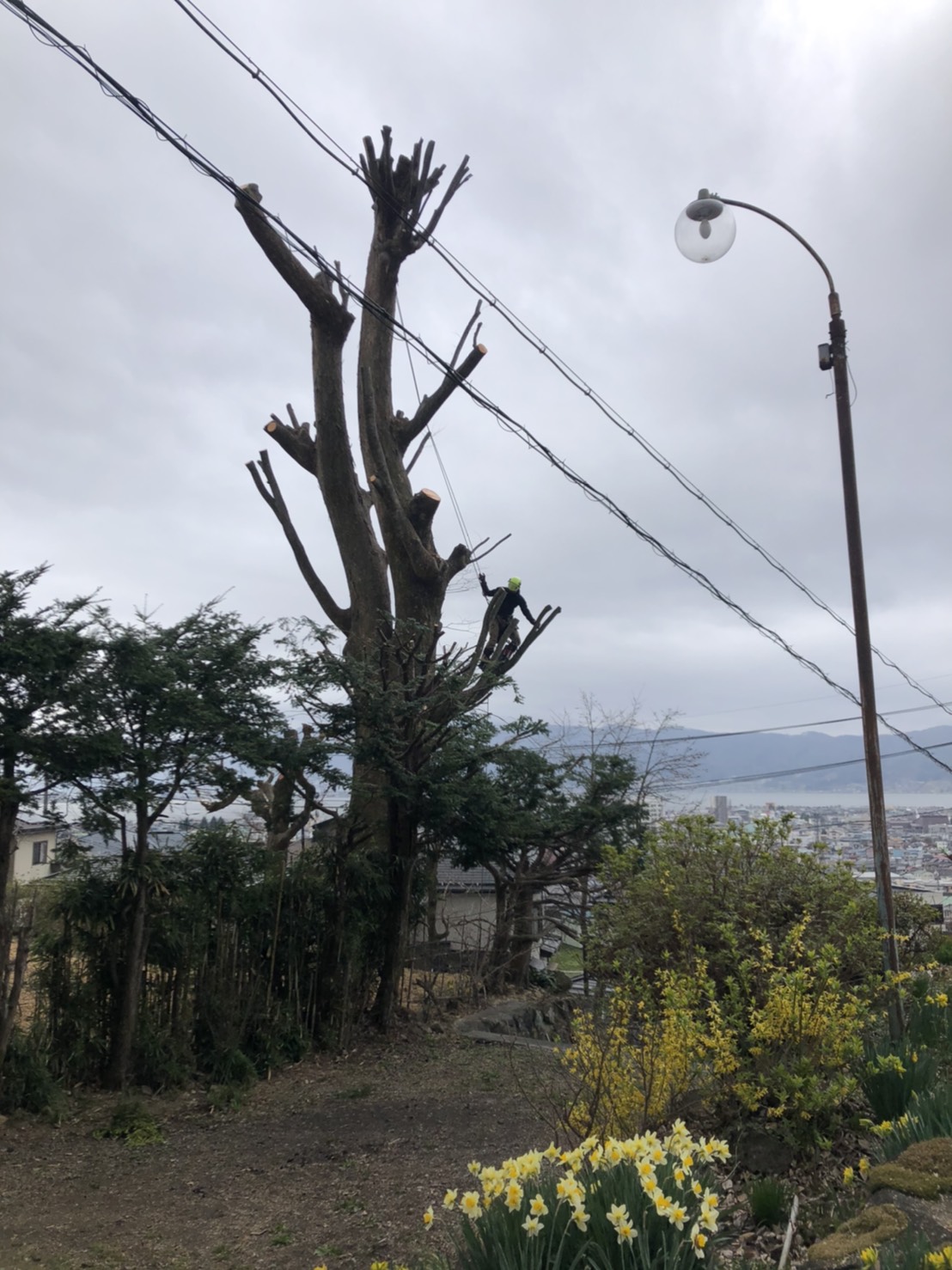 �g�b�v�W���h�z