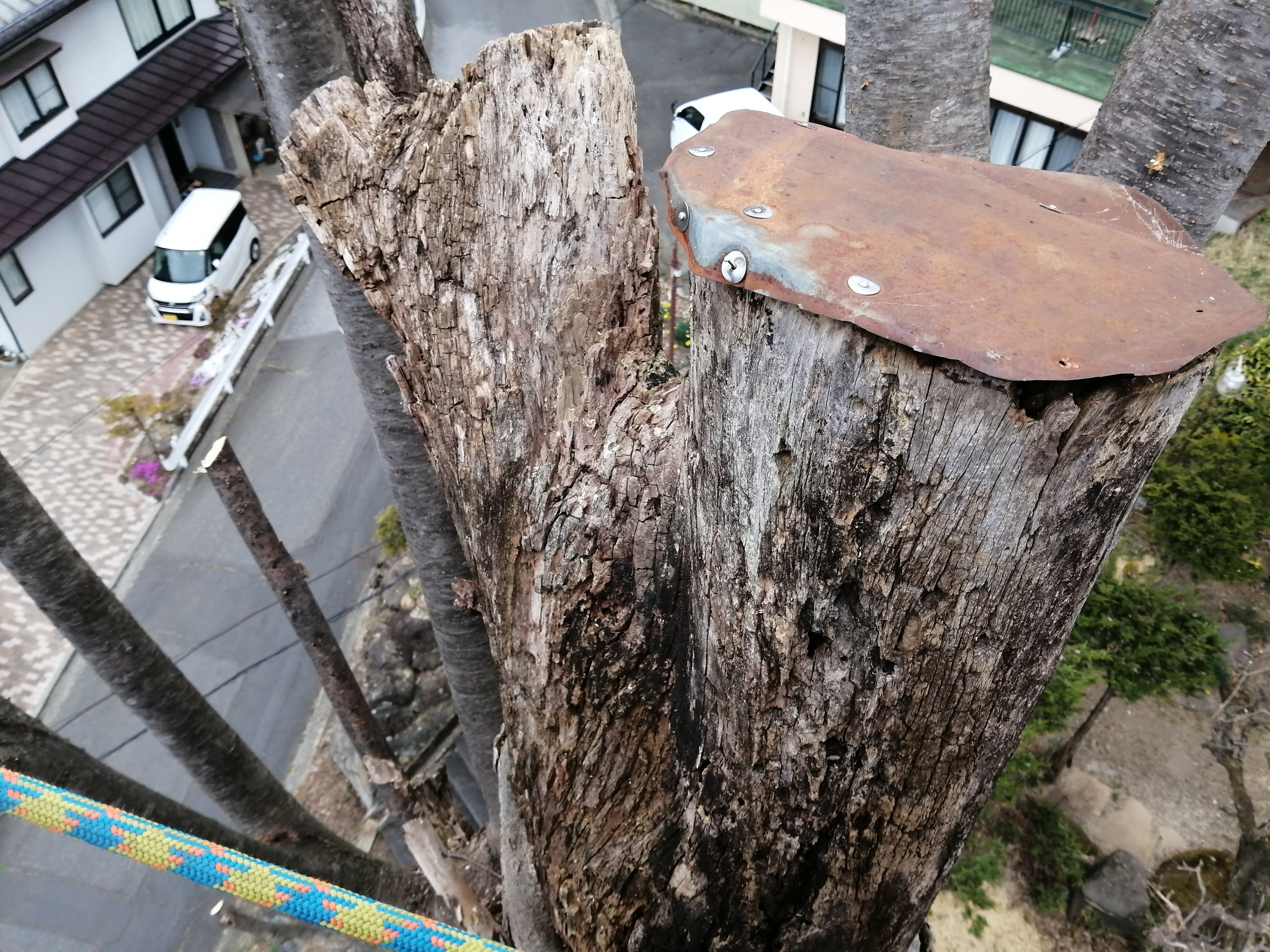 �g�^���̊�