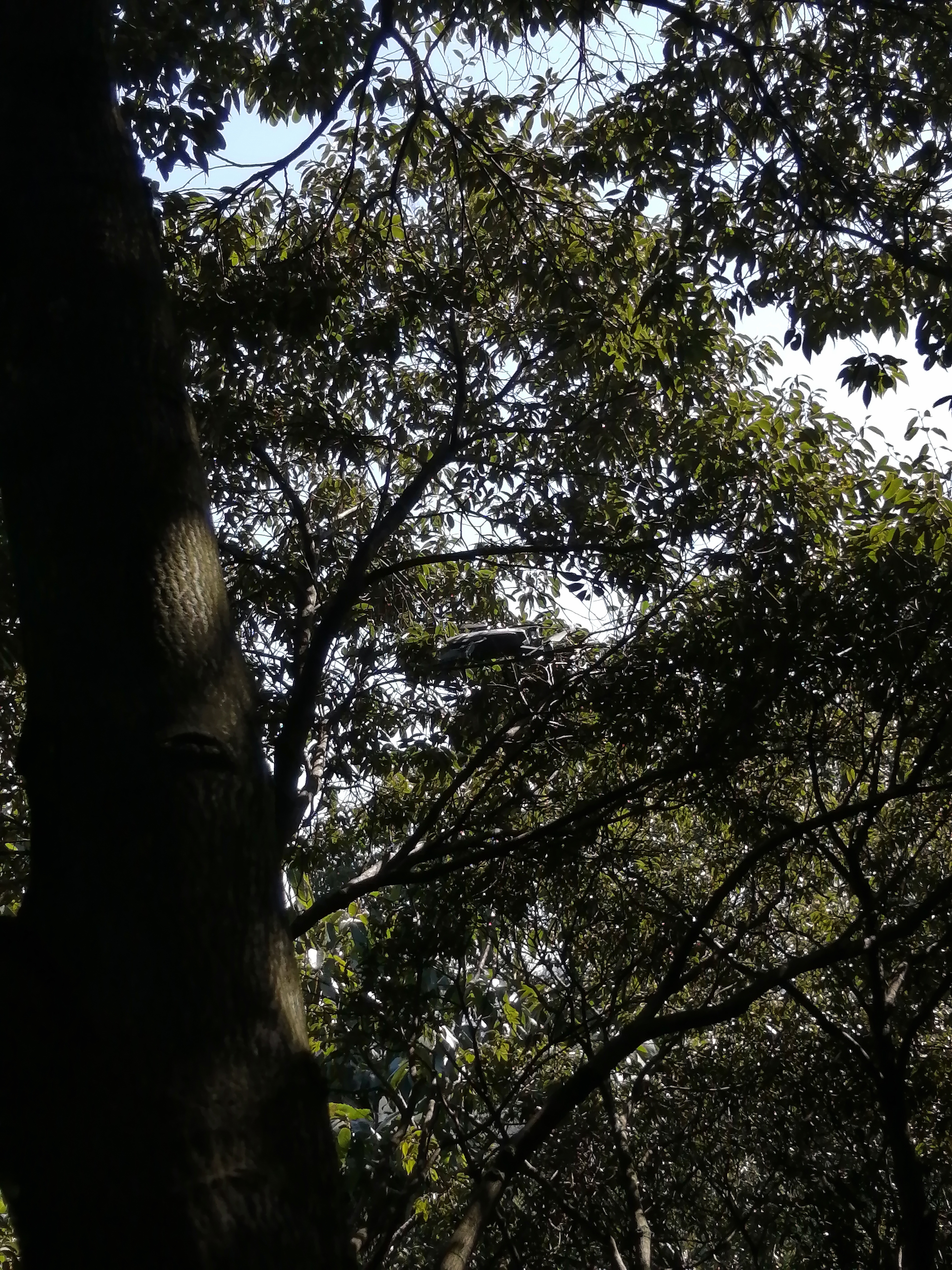 �h���[��