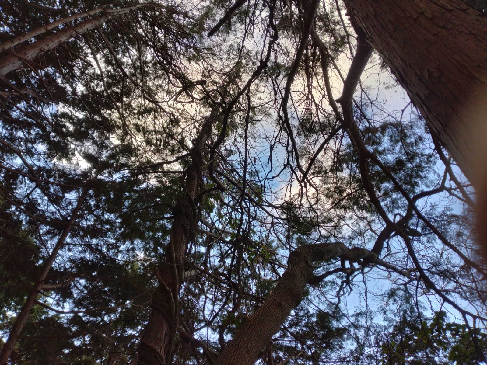 �h���[���T���P