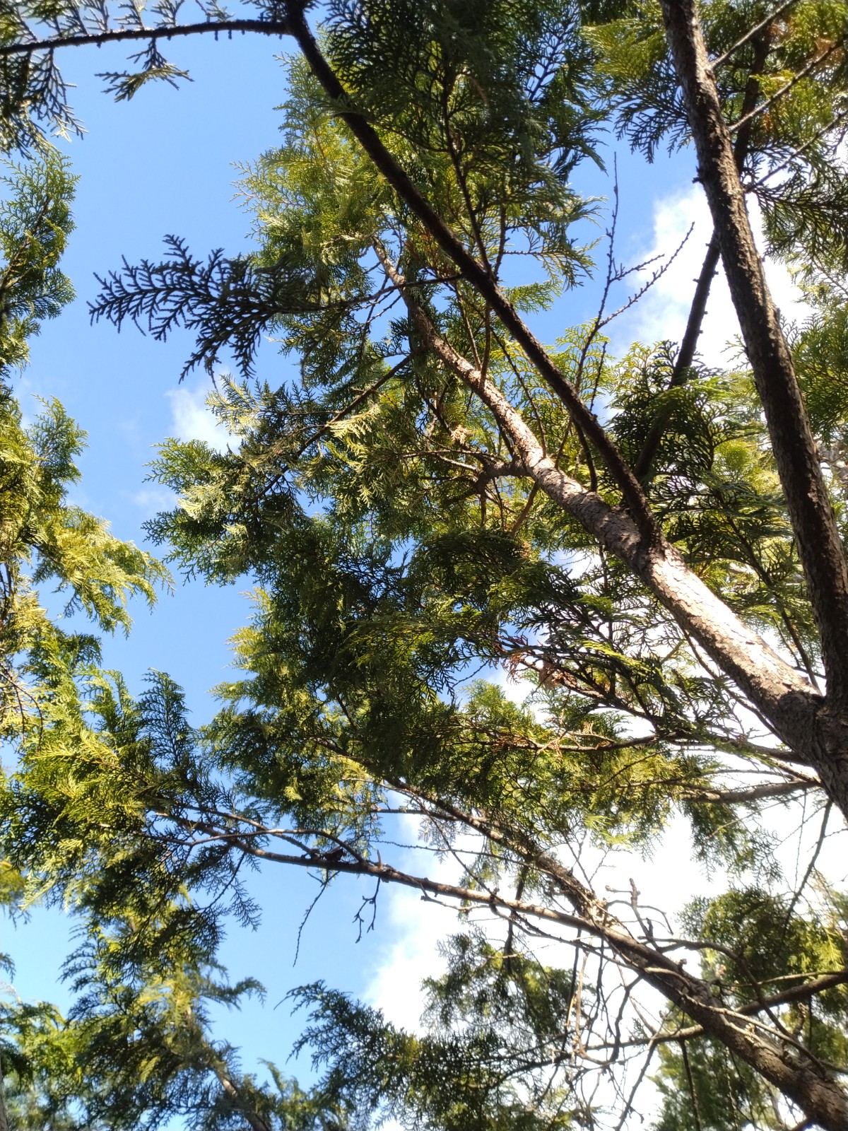 �h���[���T���R