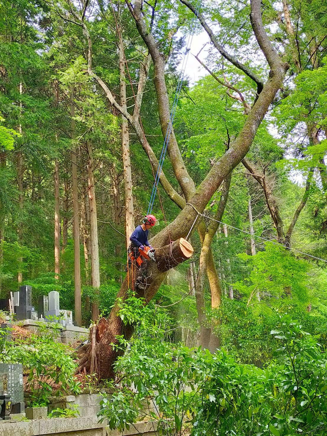 ���M���O�Q