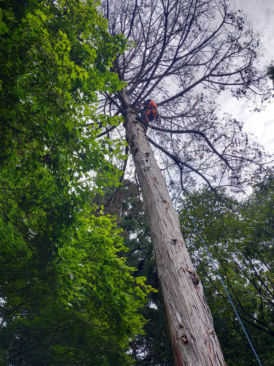 �͂�q�m�L�Q