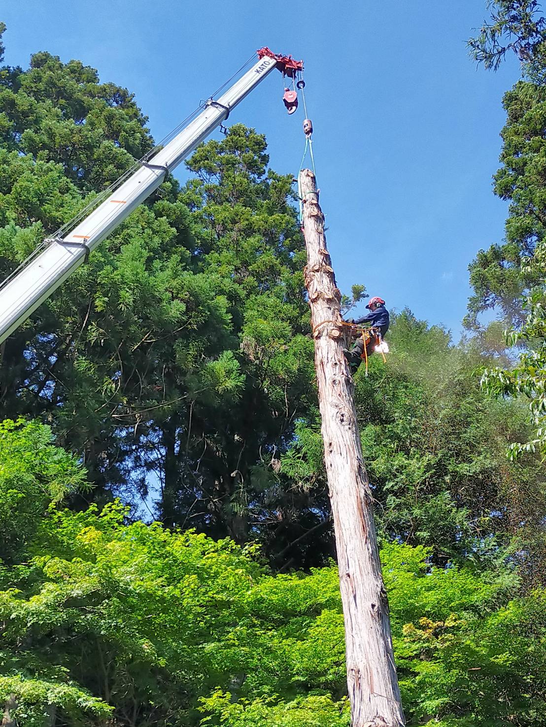 �͂�q�m�L�R