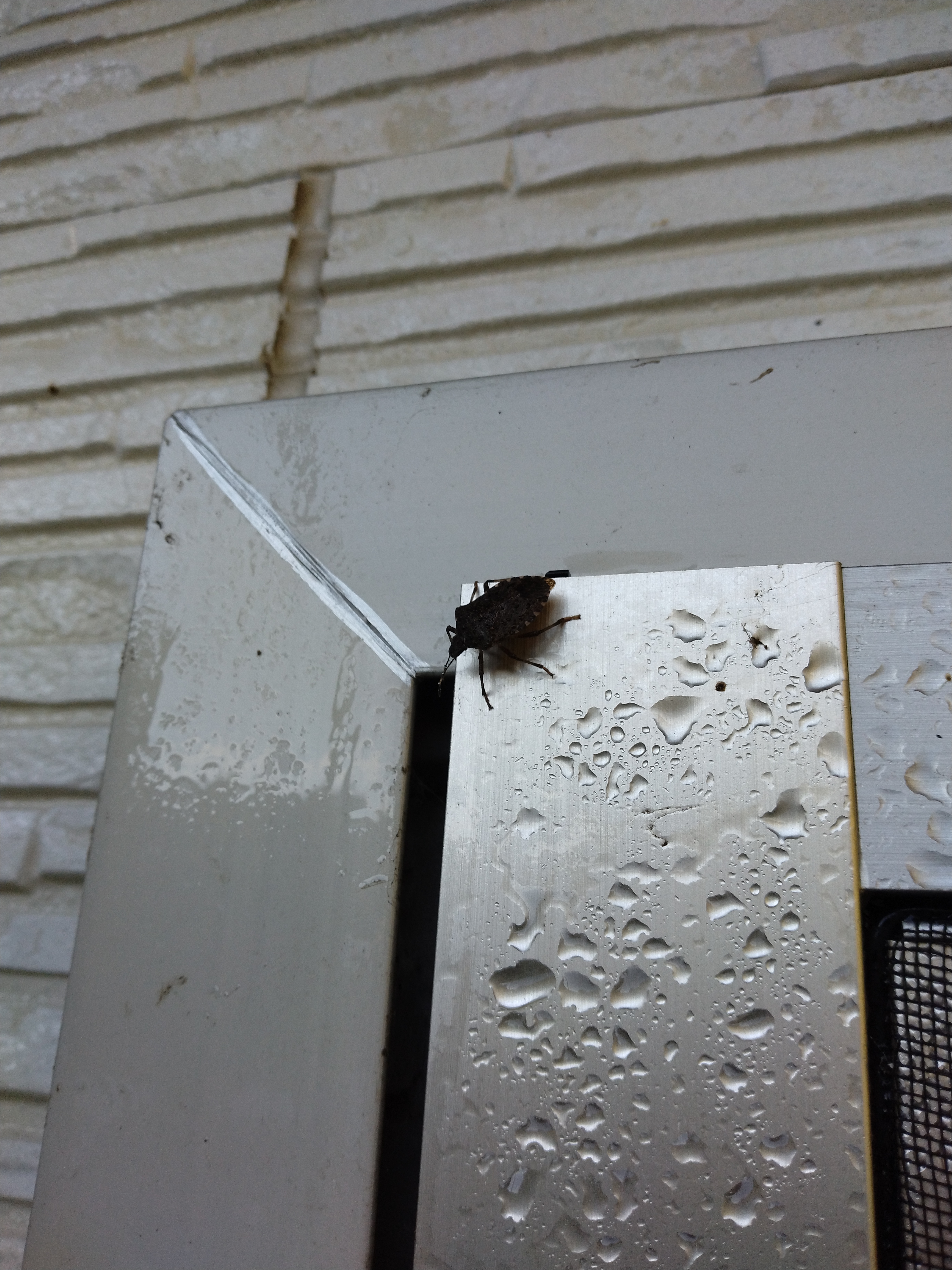 �J�����V�Q