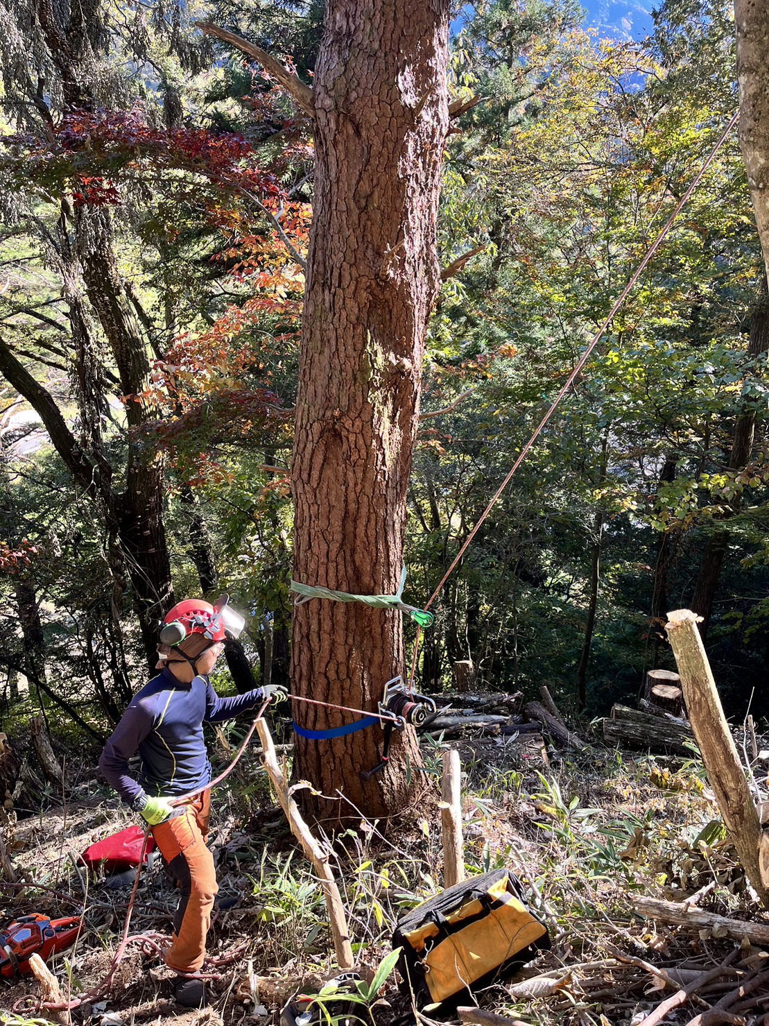 ナラ 立木で販売します。その2 11月23日伐採します。