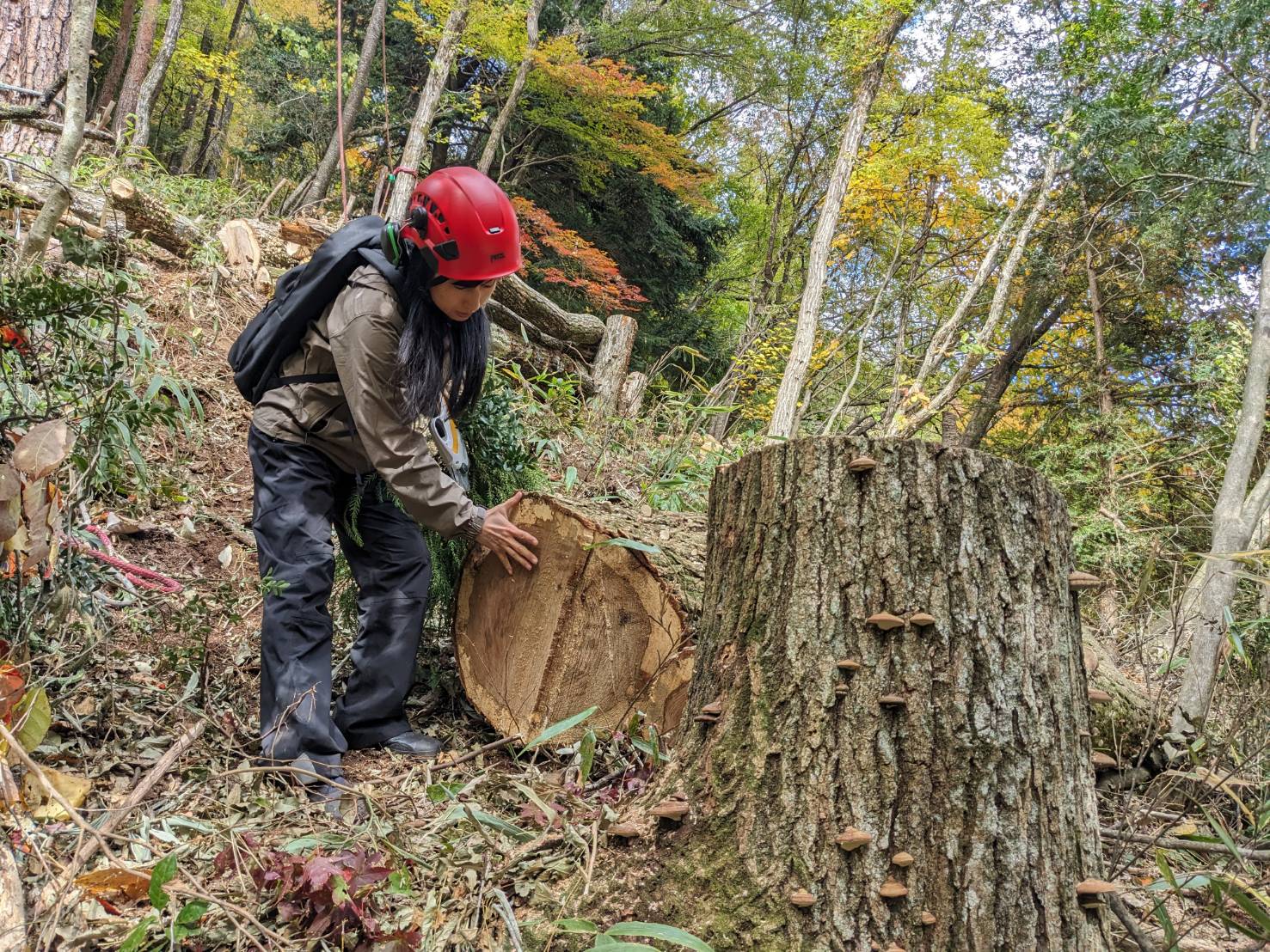 ナラ   立木で販売します。その２  １１月２３日伐採します。 ナラ 立木で販売します。その2 11月23日伐採します。