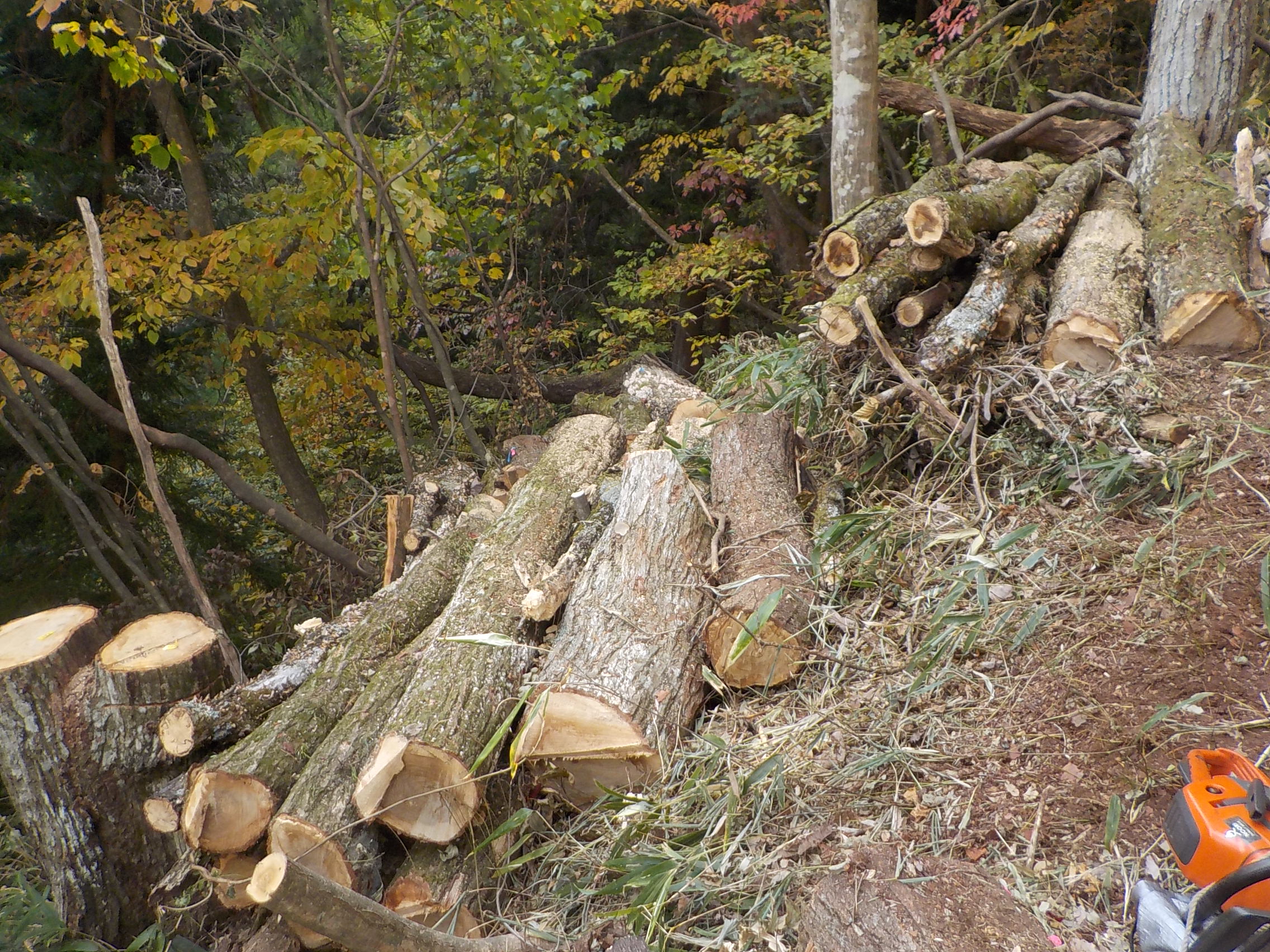 ナラ 立木で販売します。その2 11月23日伐採します。