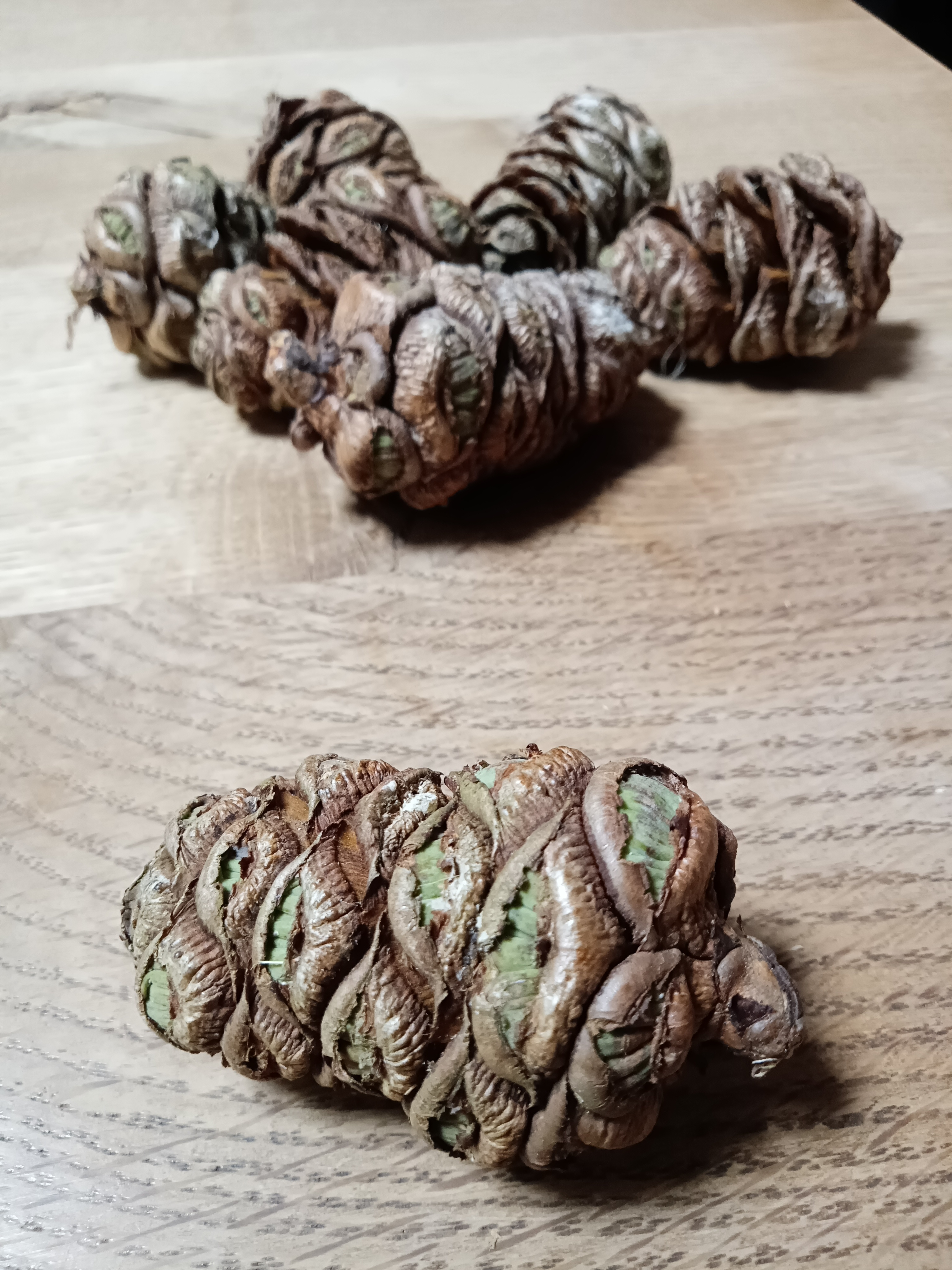 �R�E���}�L���ڂ�����