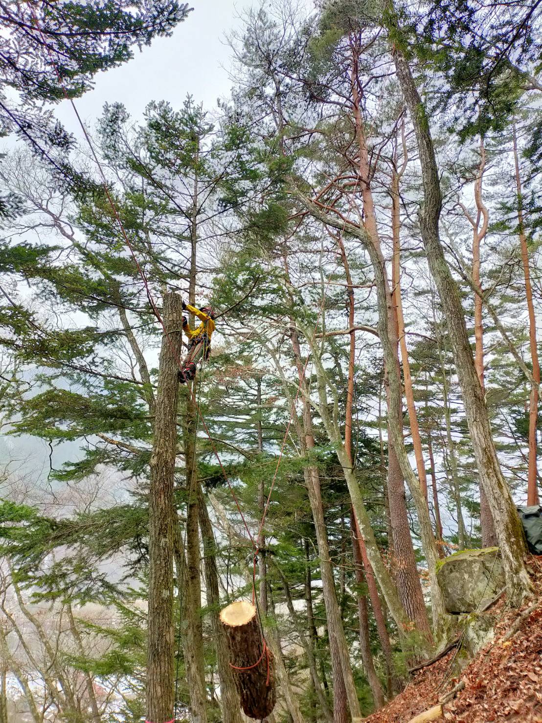 ���M���O