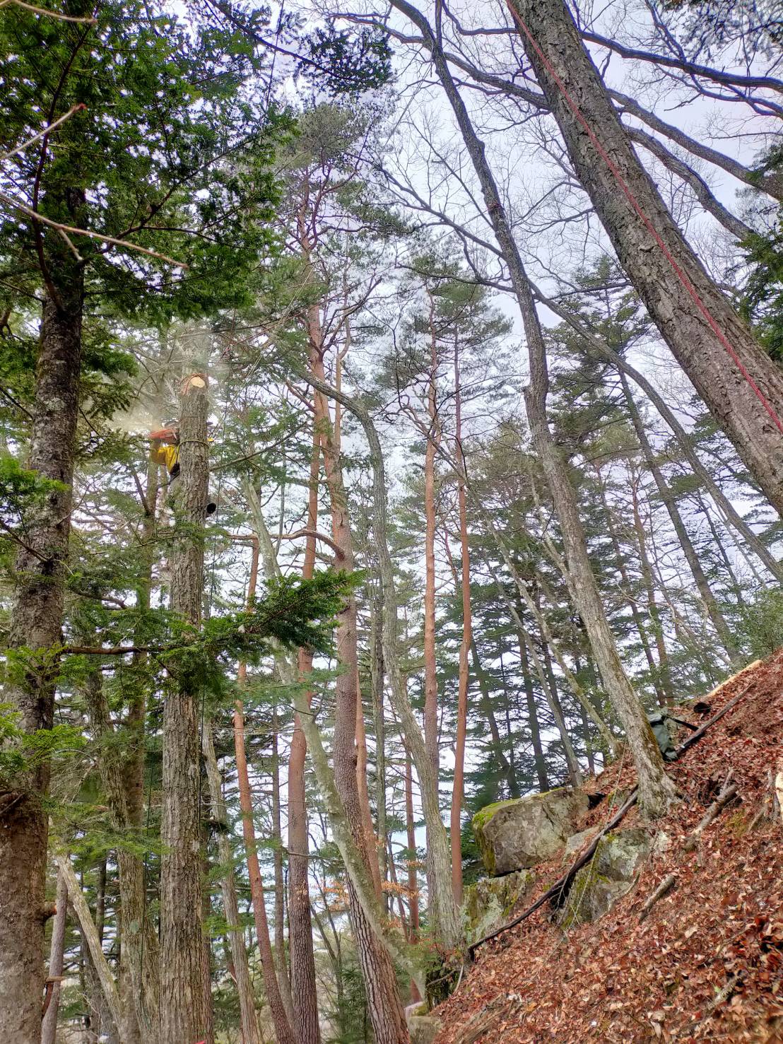 ���M���O�Q