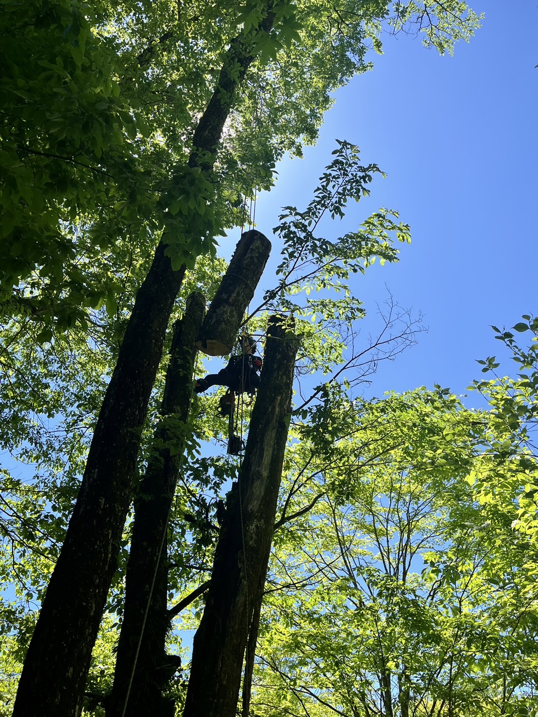 ���M���O