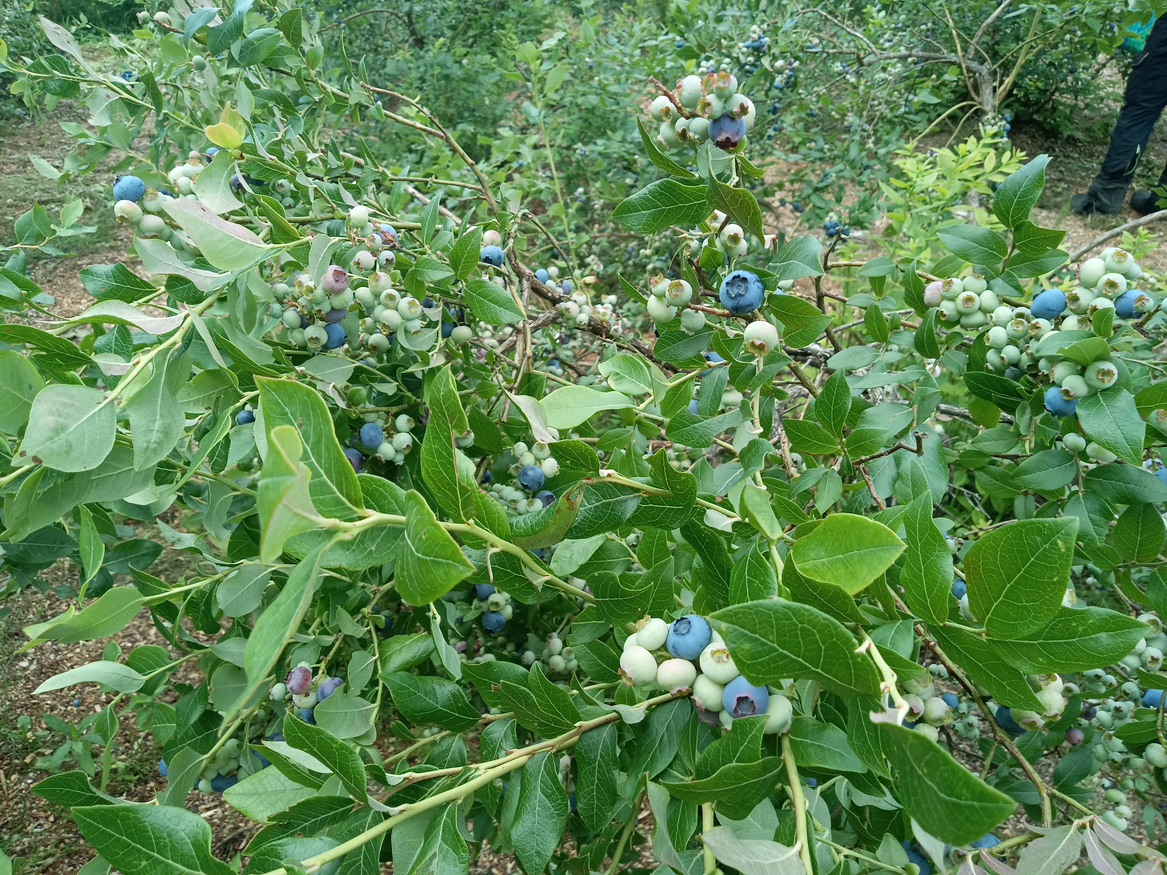 �u���[�x���[