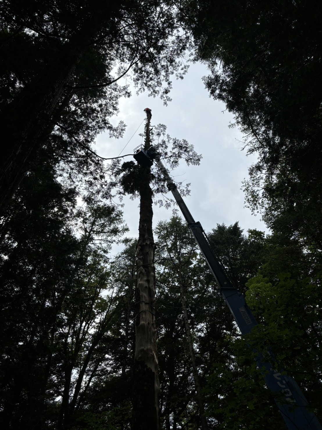 �g�b�v�J�b�g