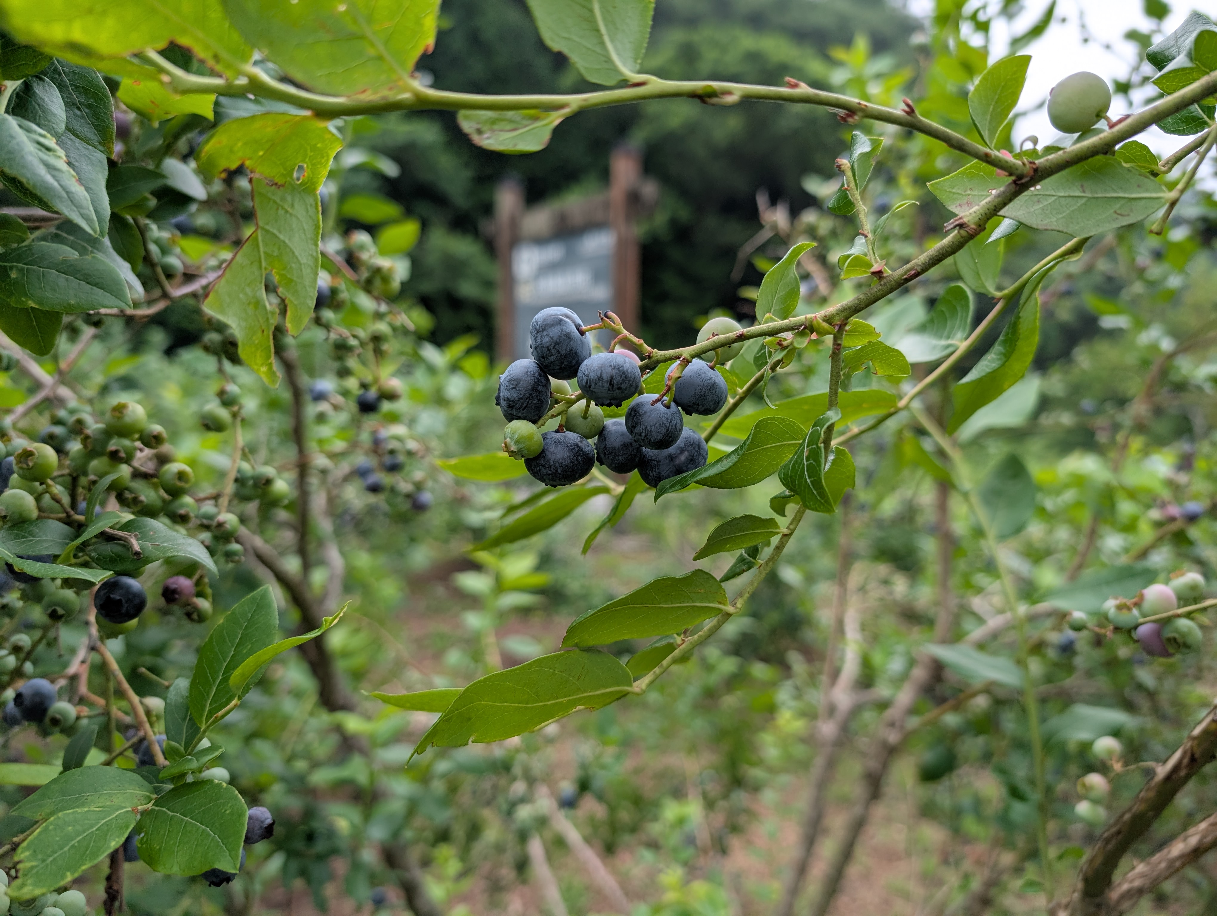 �u���[�x���[