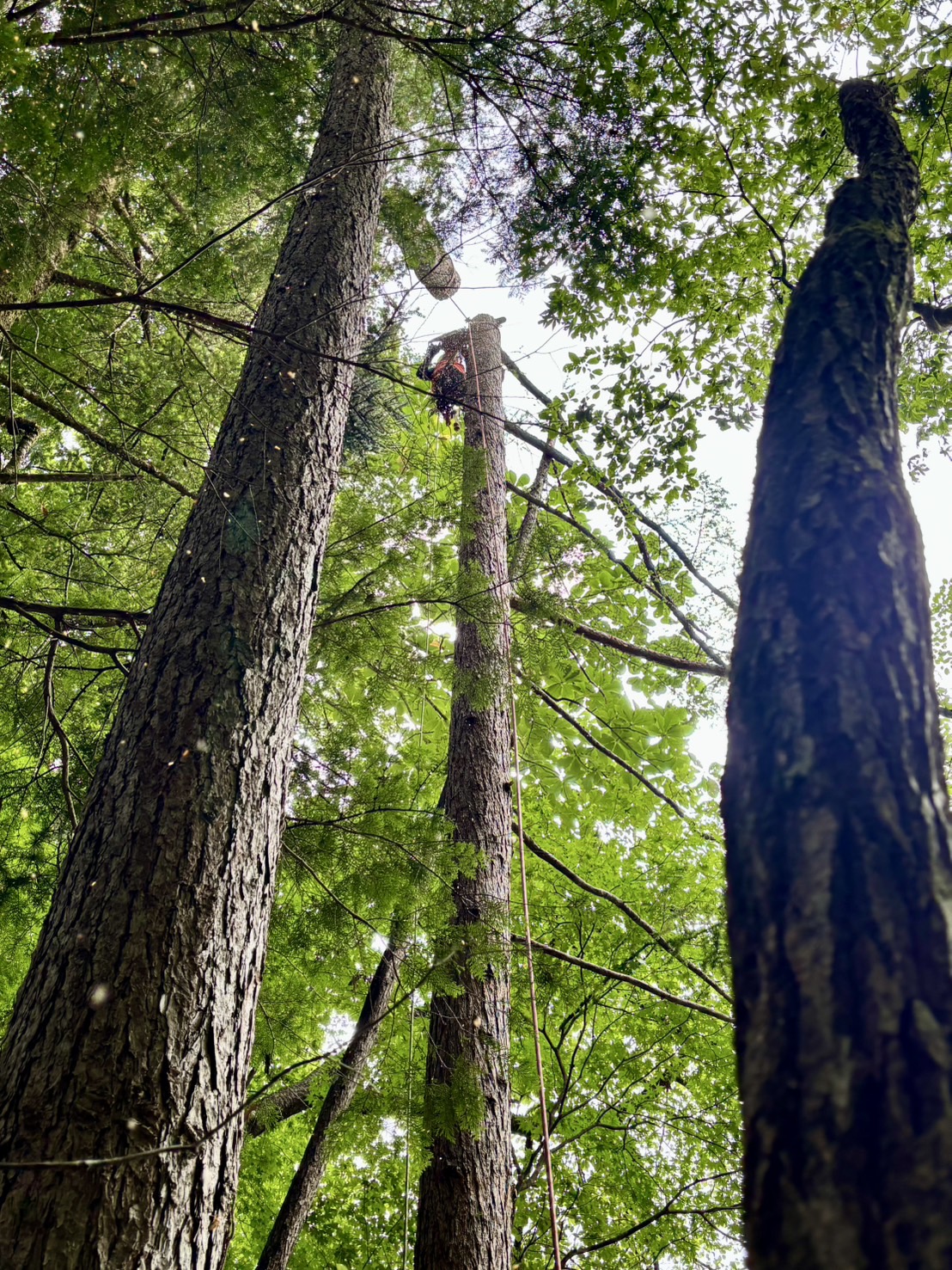 ���M���O