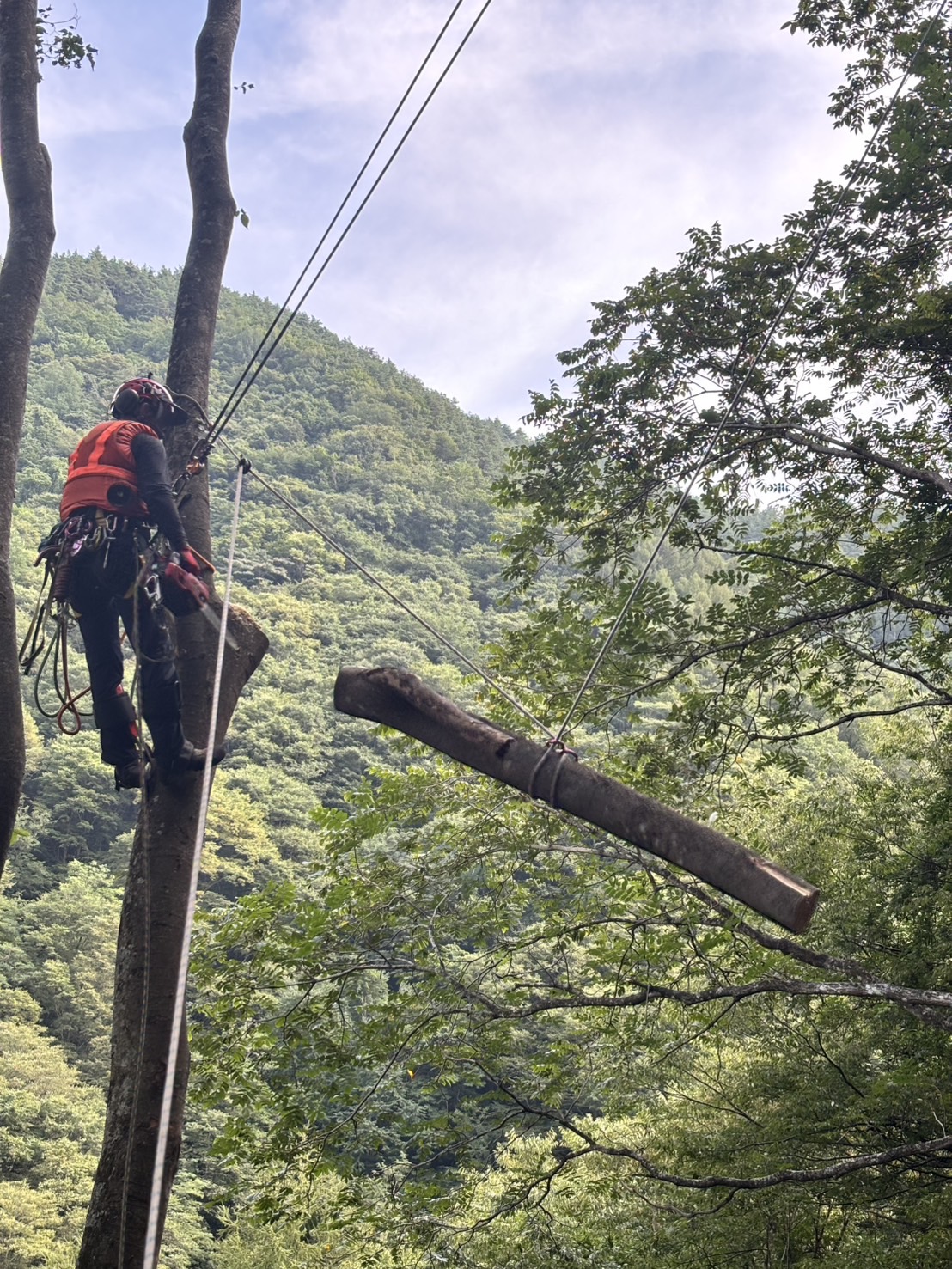 ���M���O