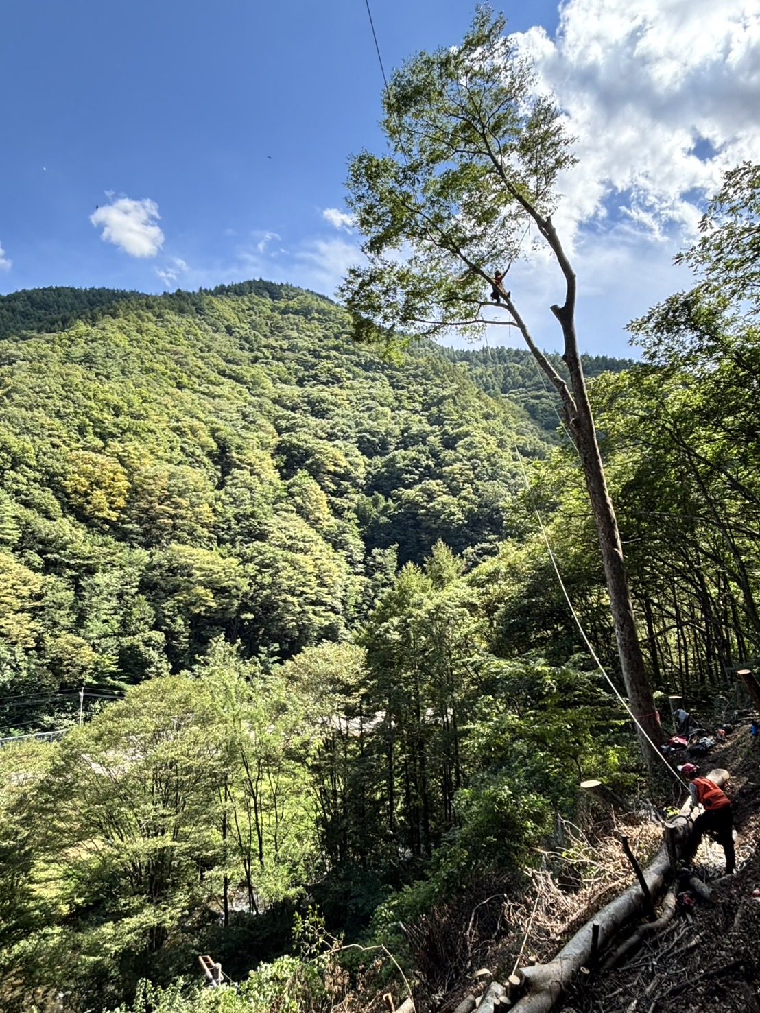 �P���L�̑��