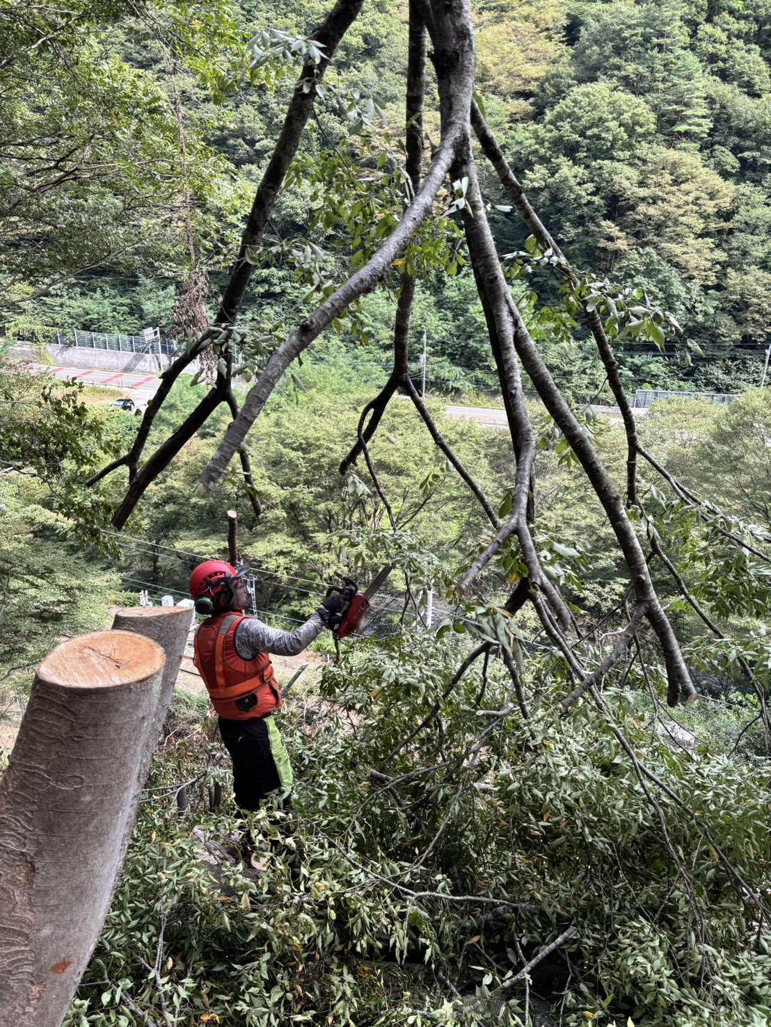 �P���L�̑�؂Q