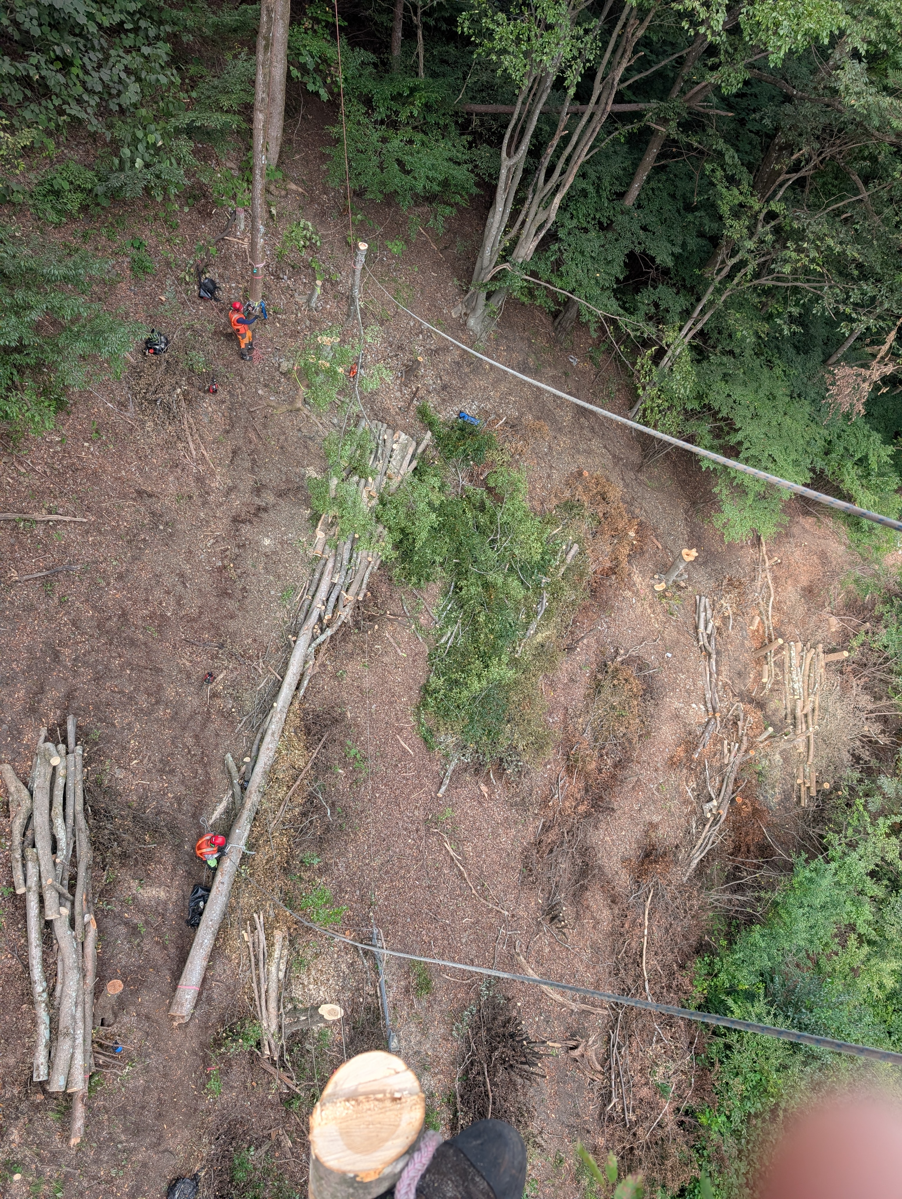 �P���L�̑�؂R