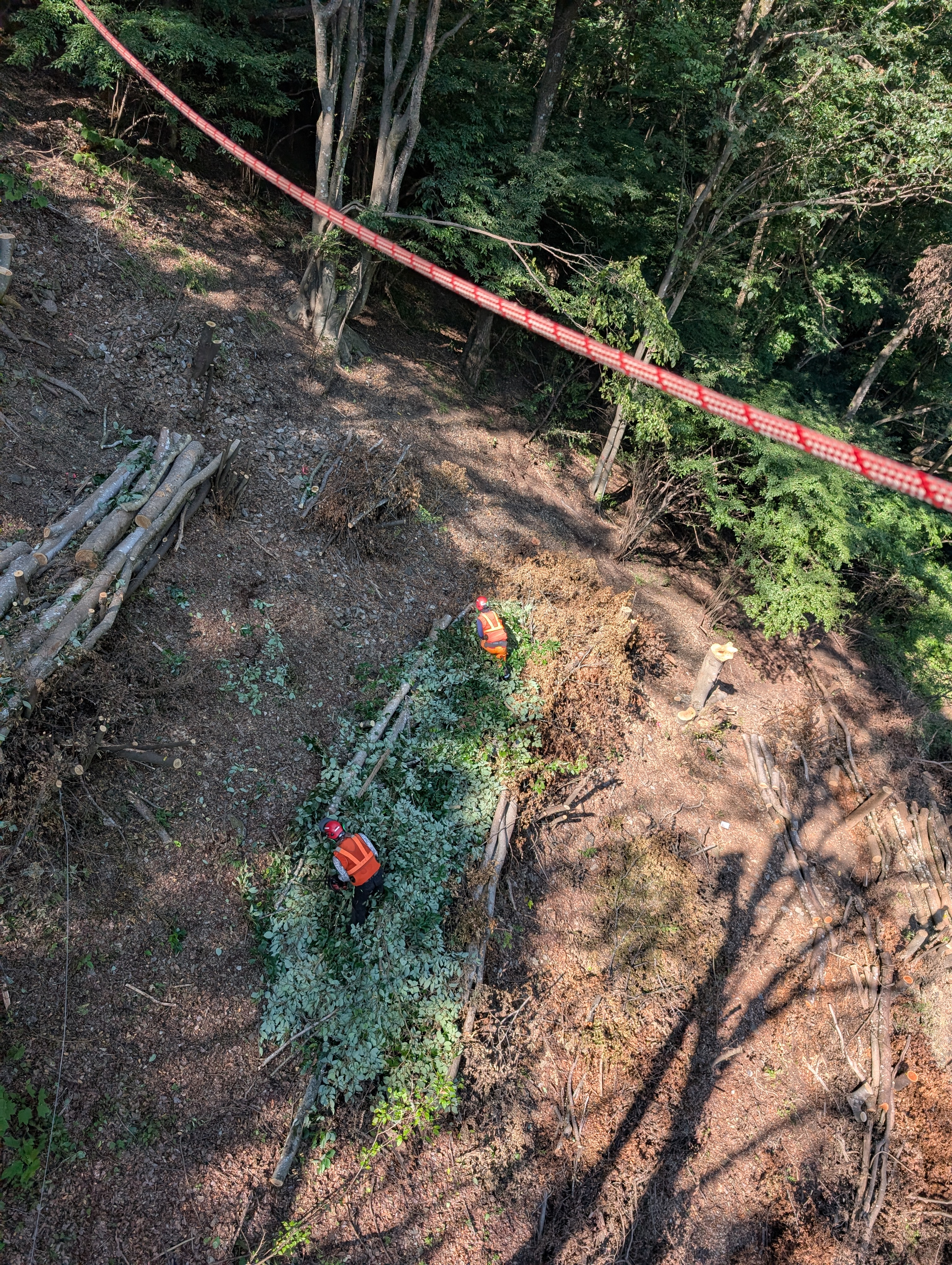 �P���L�̑�؂S