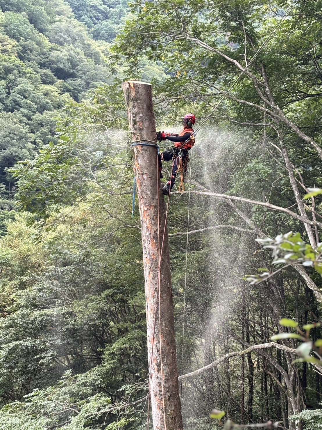 �P���L�̑�؂T