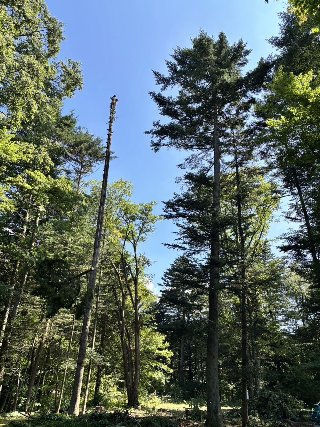 �g�b�v�J�b�g�P