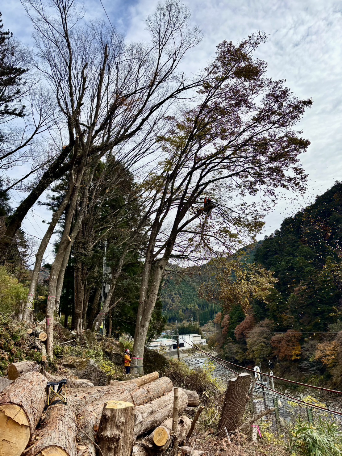 �G�m�L�̑��