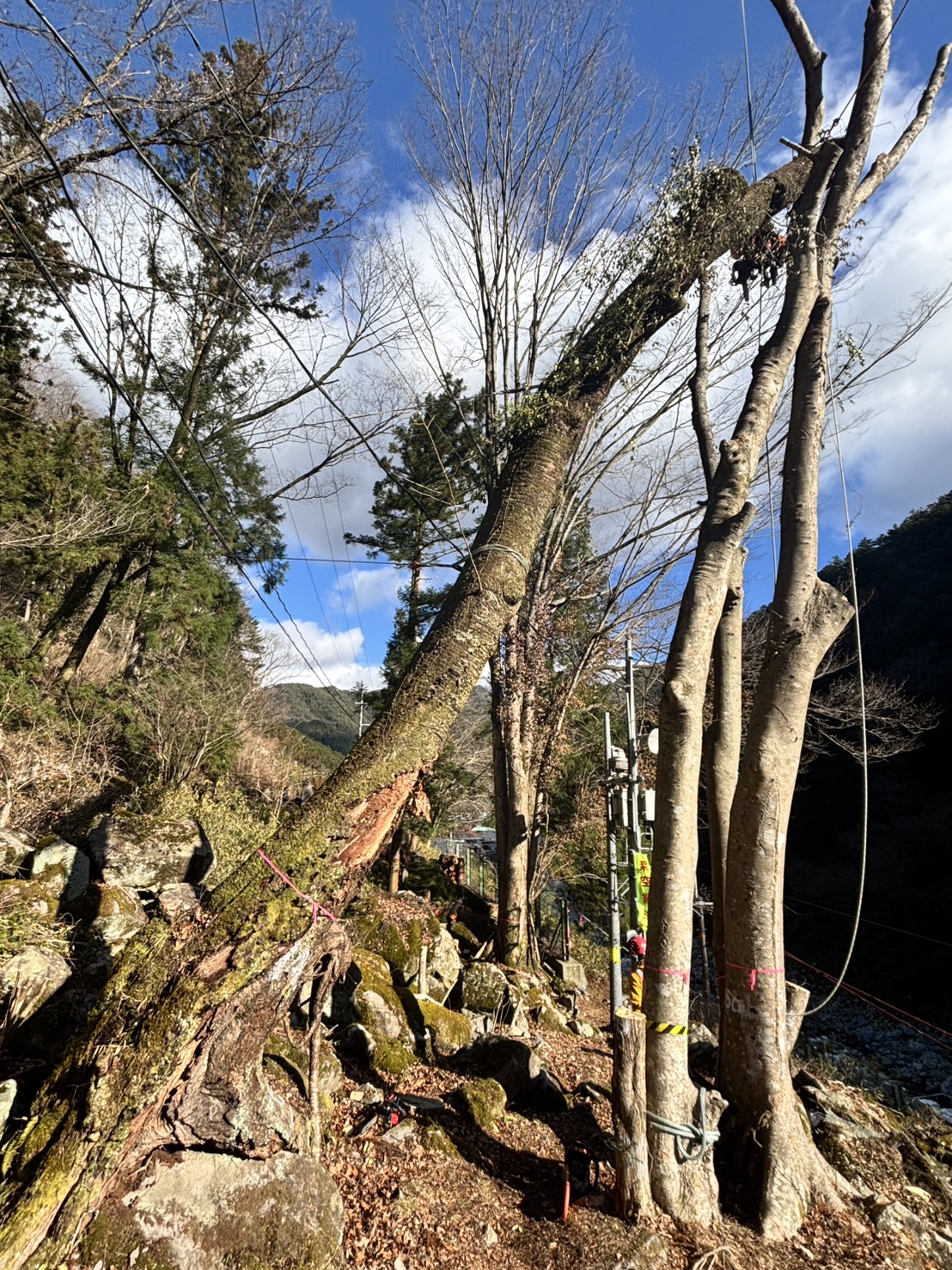 ���ȍ��̘V�؂Q