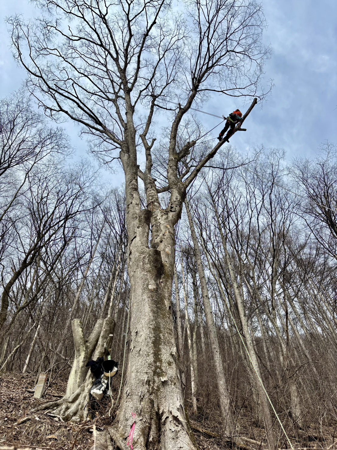 �P���L��؂P