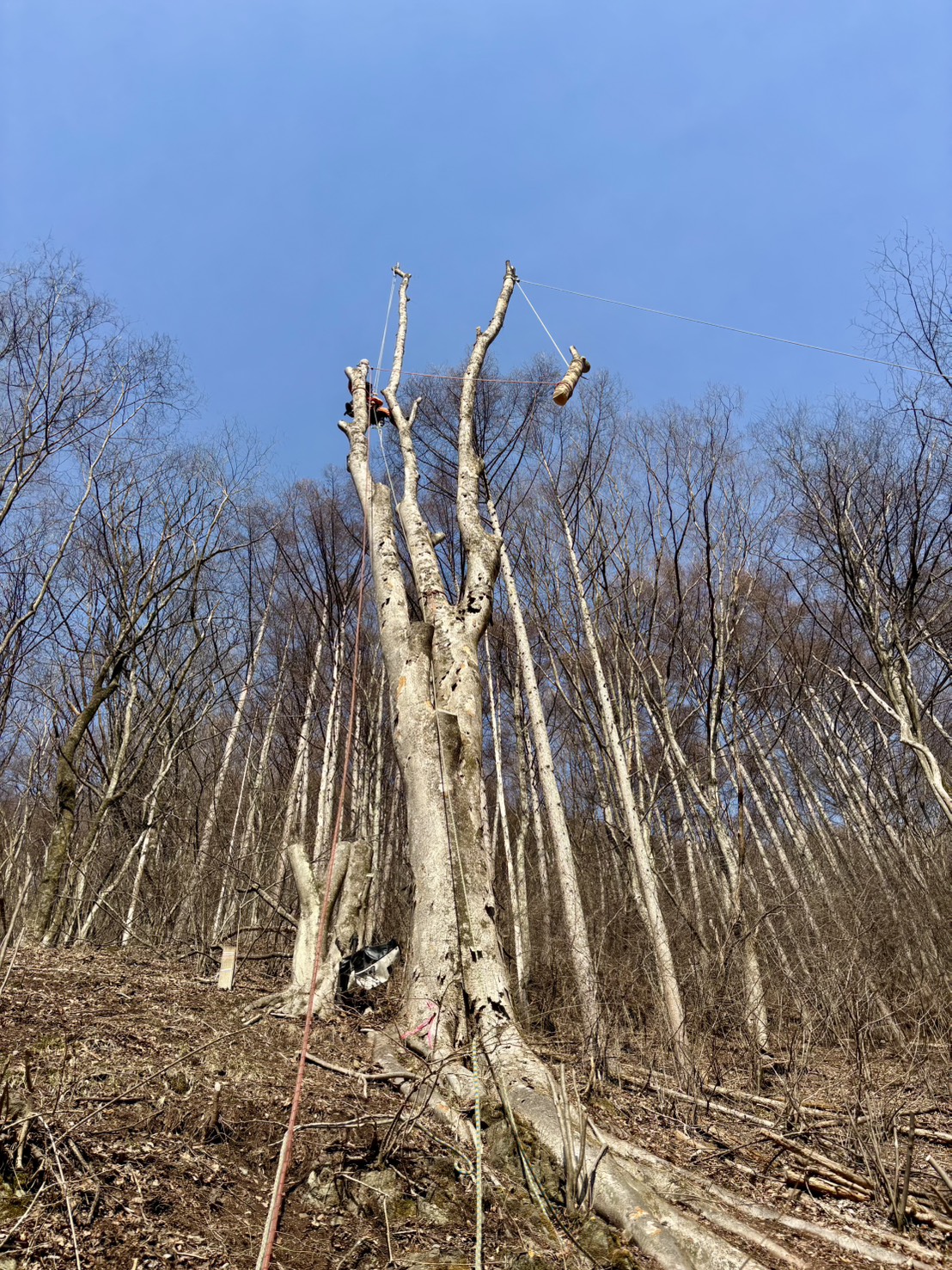 �P���L��؂Q