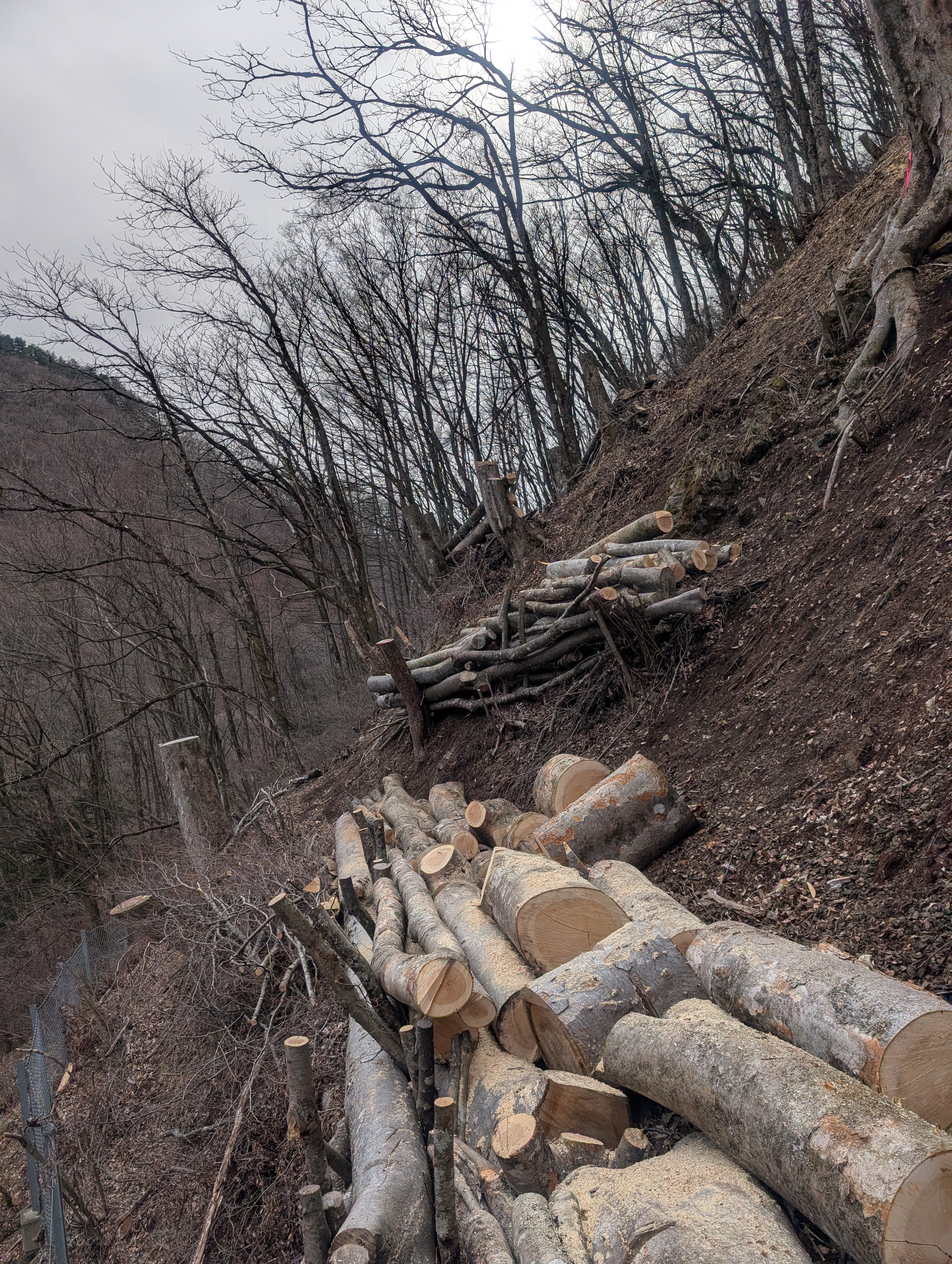 �P���L��؂S